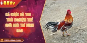 Cá Cược Gà Tre – Trải Nghiệm Thế Giới Giải Trí Đỉnh Cao