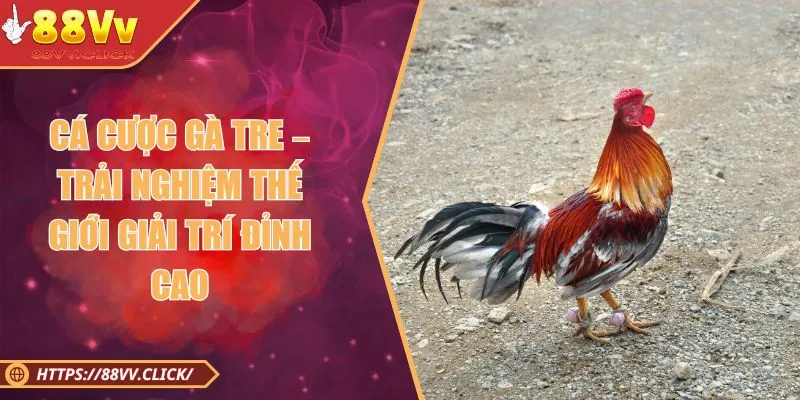 Cá Cược Gà Tre – Thế Giới Giải Trí Chọi Gà Đỉnh Cao Năm 2025 1 Cá Cược Gà Tre – Trải Nghiệm Thế Giới Giải Trí Đỉnh Cao