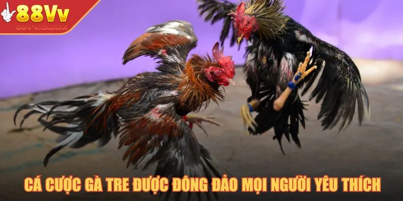Cá Cược Gà Tre – Thế Giới Giải Trí Chọi Gà Đỉnh Cao Năm 2025 2 Cá cược gà tre được đông đảo mọi người yêu thích