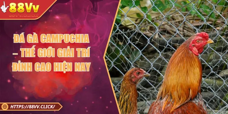 Đá Gà Campuchia – Cá Cược Chọi Kê Đẳng Cấp Trong Năm 2025 1 Đá Gà Campuchia – Thế Giới Giải Trí Đỉnh Cao Hiện Nay