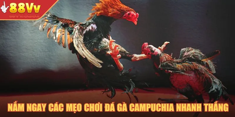 Đá Gà Campuchia – Cá Cược Chọi Kê Đẳng Cấp Trong Năm 2025 4 Nắm ngay các mẹo chơi đá gà Campuchia nhanh thắng