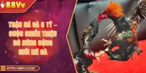 Trận Đá Gà 8 Tỷ – Cuộc Chiến Triệu Đô Rúng Động Giới Mê Gà